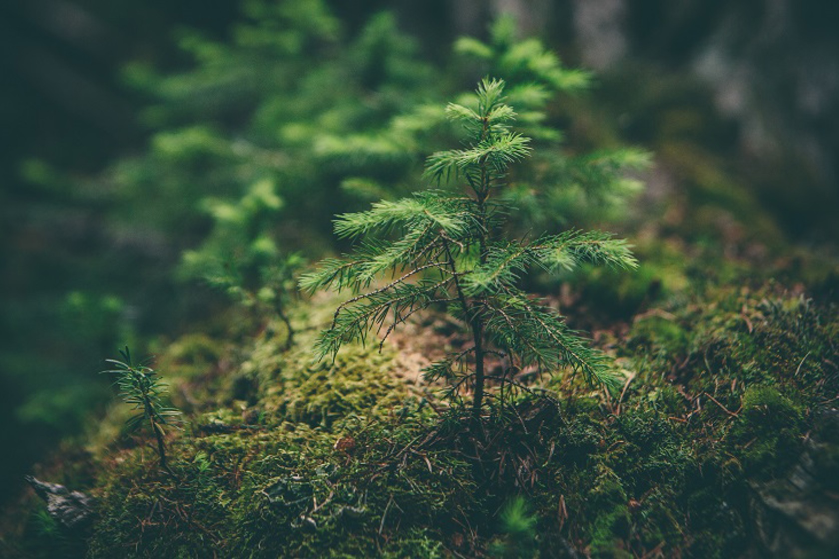 forest-banner-1.jpg