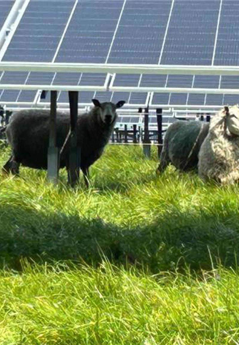 Sheep And Solar Farms