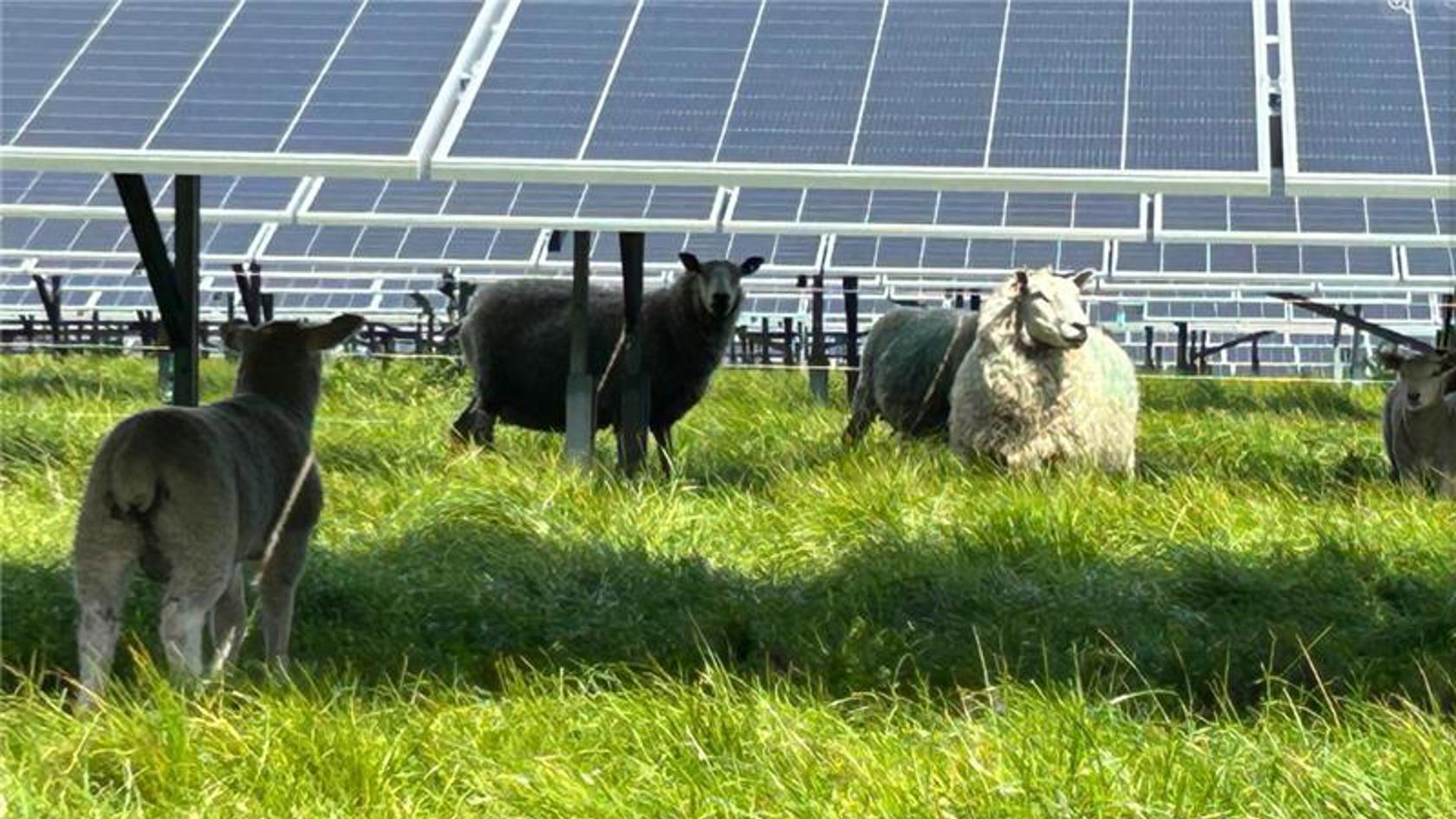 Sheep And Solar Farms