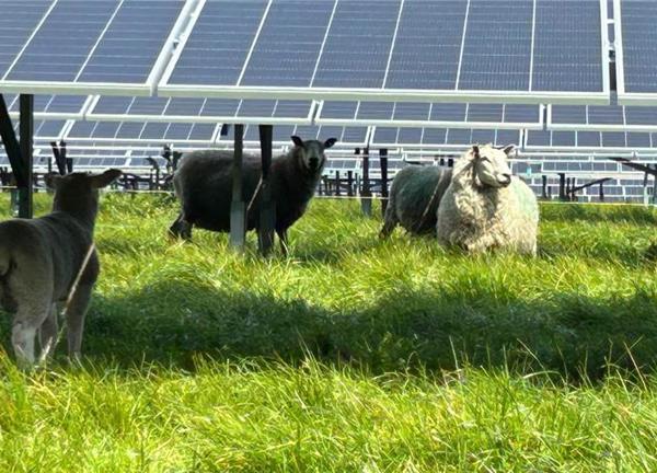 Sheep And Solar Farms