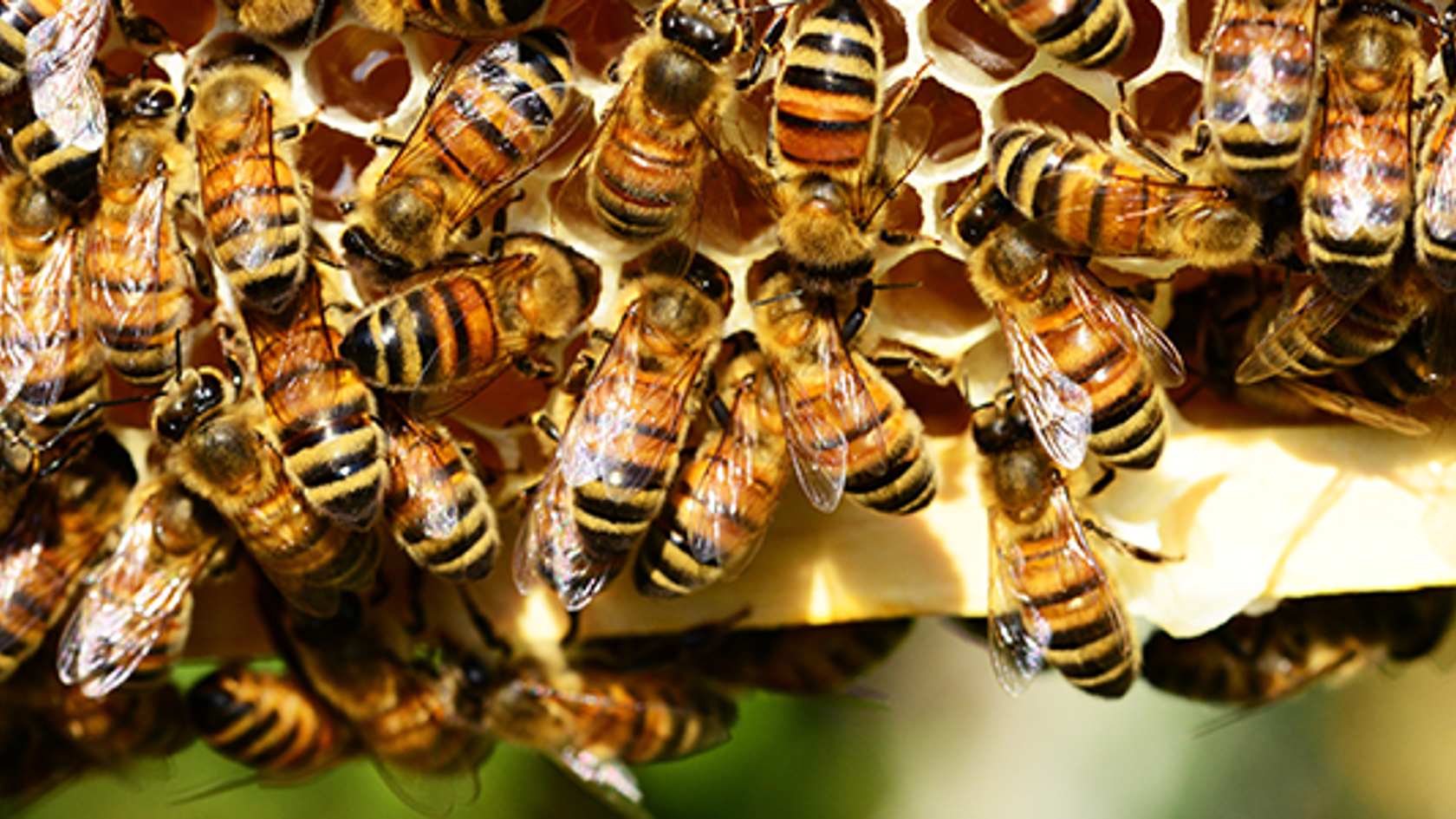 Bees in a hive