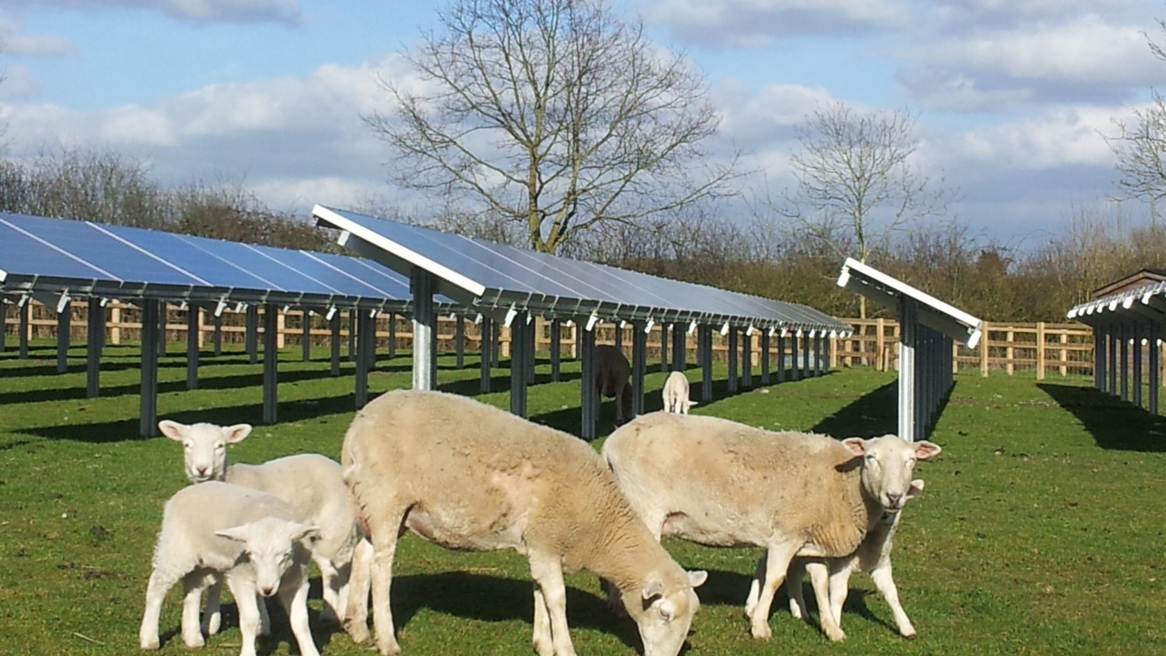 Sheep graze next to ground mounted solar array