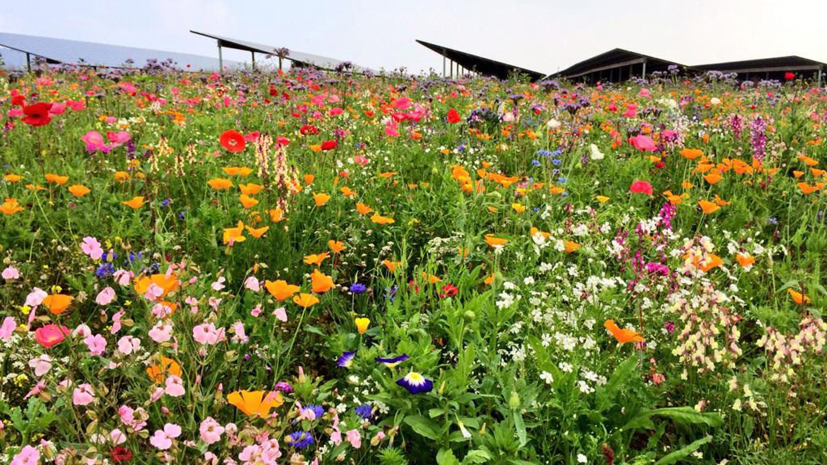 Flowers surround a ground mounted solar array