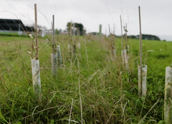 A photo taken close to the ground of a row on newly planted hedgerow. In the background are some solar panels at the Moulin a Vent solar farm.