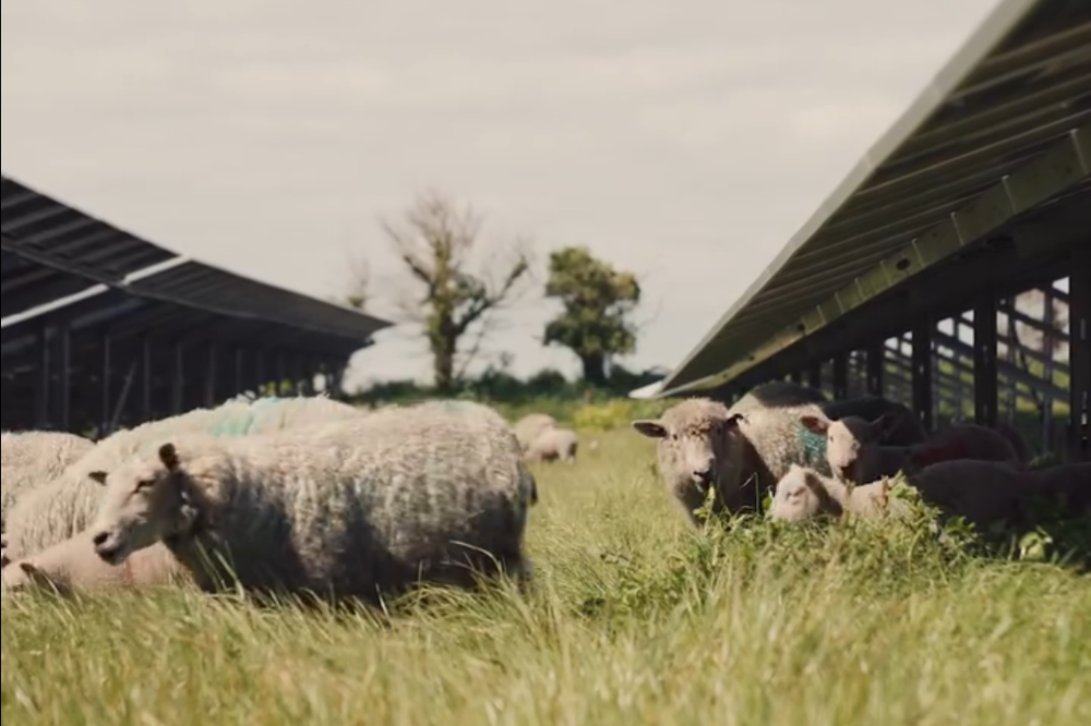 A photograph of five sheep grazing on the grass under the solar panels at the Moulin a Vent solar farm in St Clement. There are two trees in the distance.