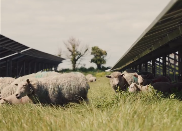 A photograph of five sheep grazing on the grass under the solar panels at the Moulin a Vent solar farm in St Clement. There are two trees in the distance.
