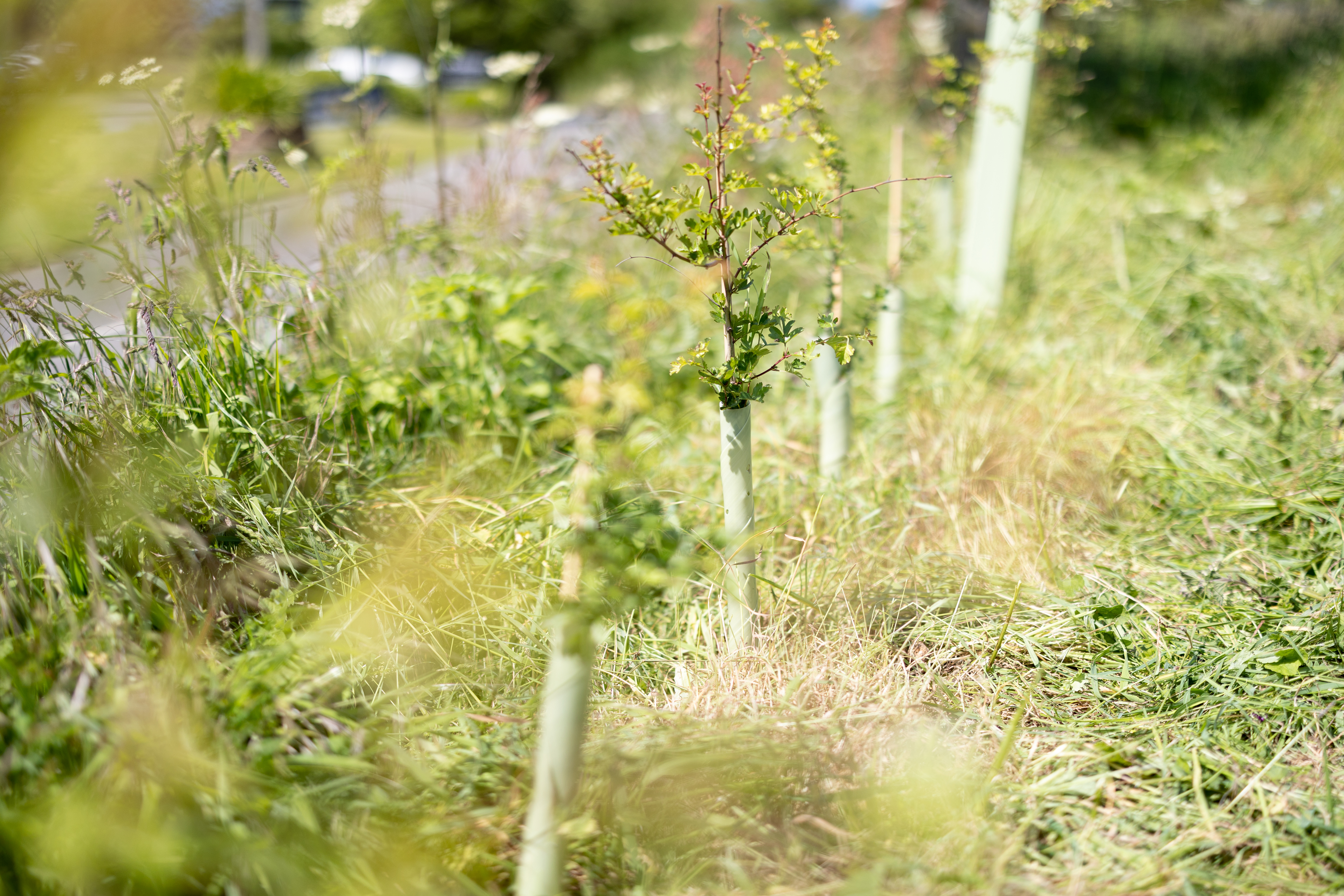 Green grid tree 1