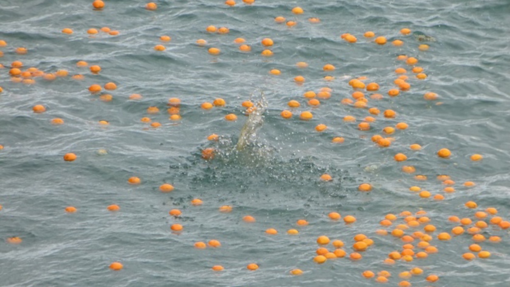 9-oranges-afloat.jpg