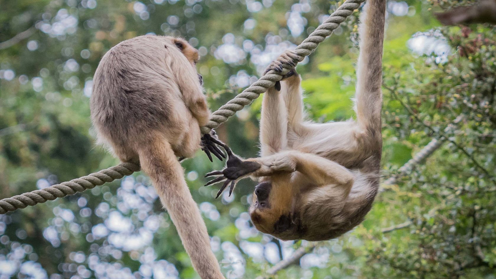 Two howler monkeys
