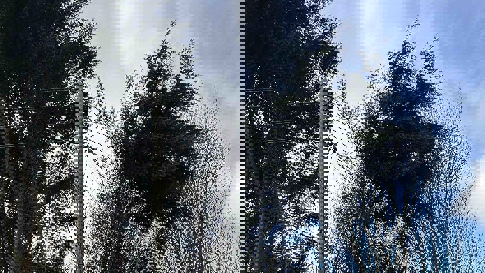 A powerline surrounded by trees after a storm