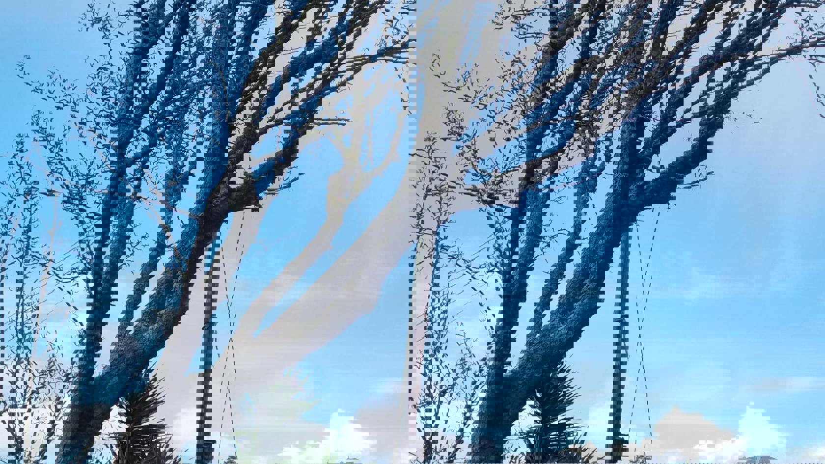 A large tree leaning on an overhear powerline after a storm. A bright blue sky in the background