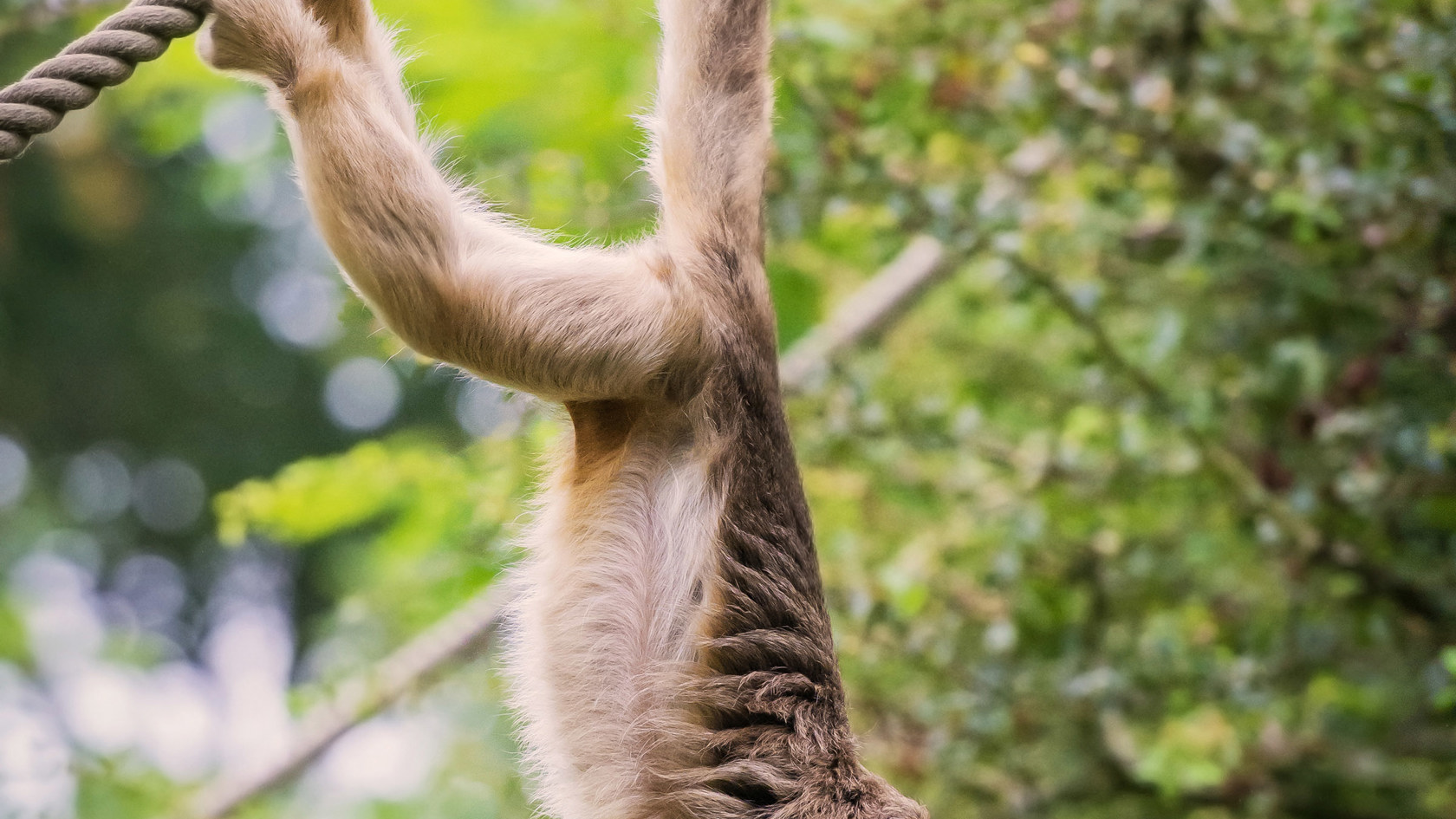 c-wylie-howler-monkey-7.jpg