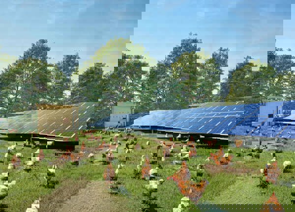 A green field of chickens with trees in the background. To the right of the picture, is a row of fixed tilt solar panels. 