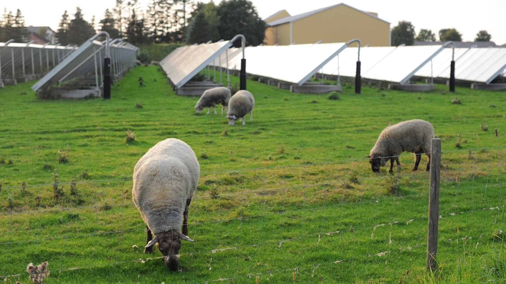 Sheep grazing next to a ground based solar array