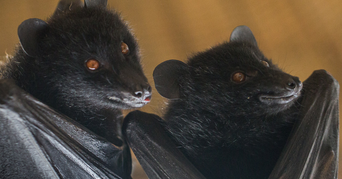 Endangered bats bask in warmth of electric heat pump - Jersey Electricity