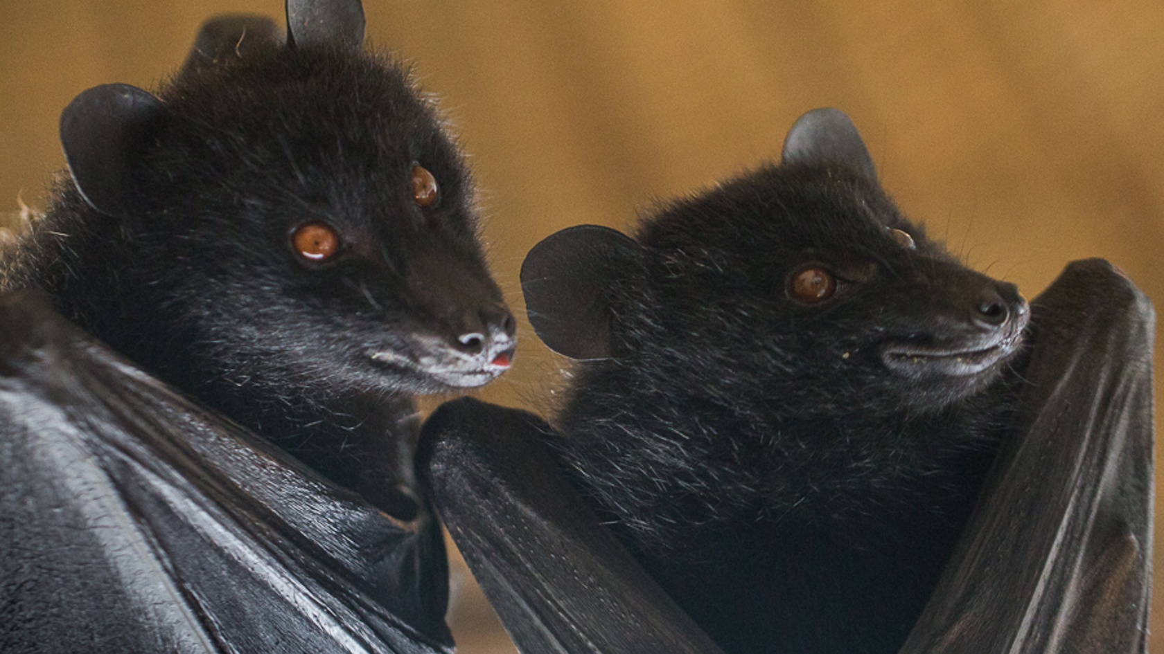 Two bats