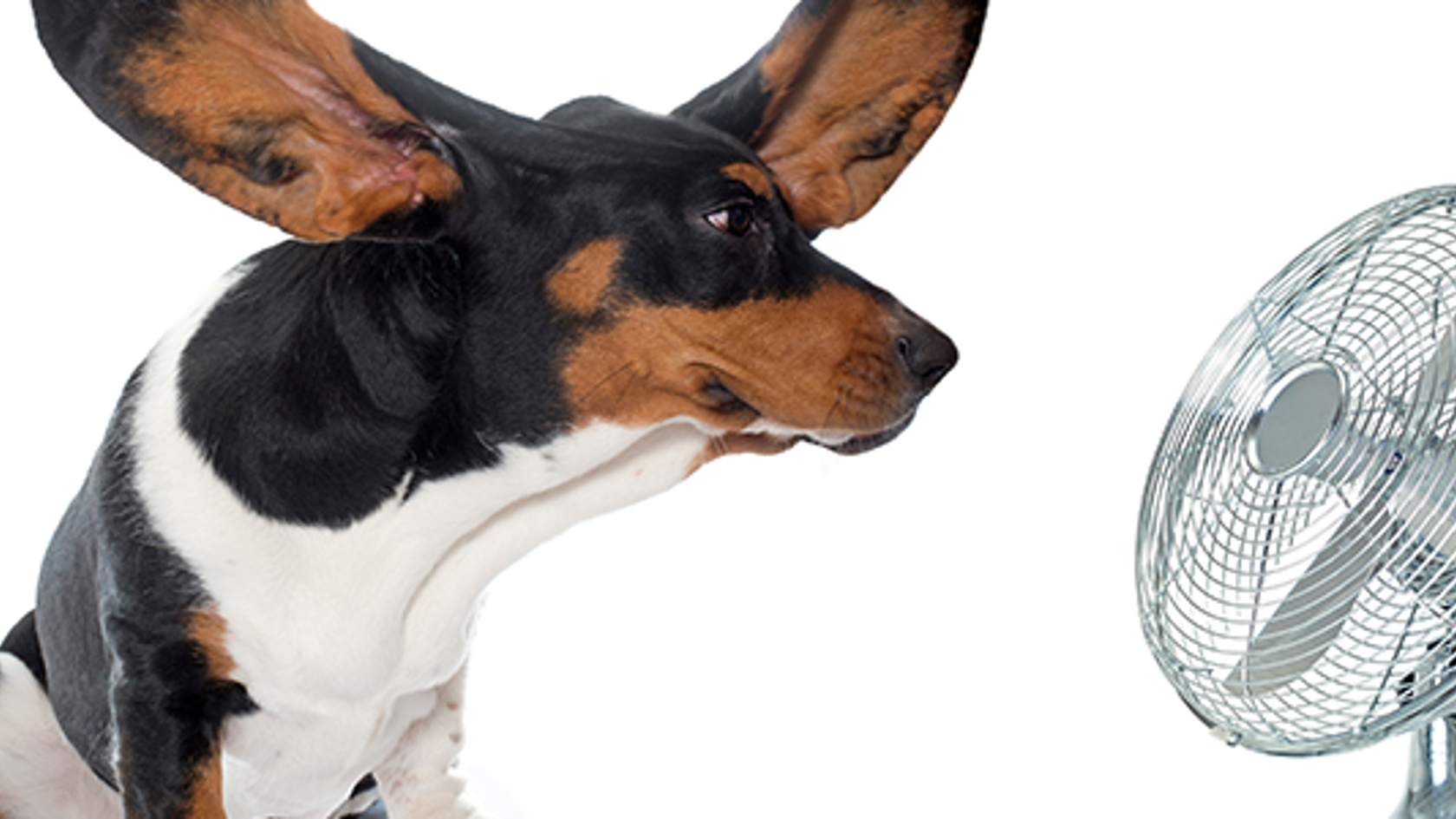 A dog getting wind blown on its ears by a fan