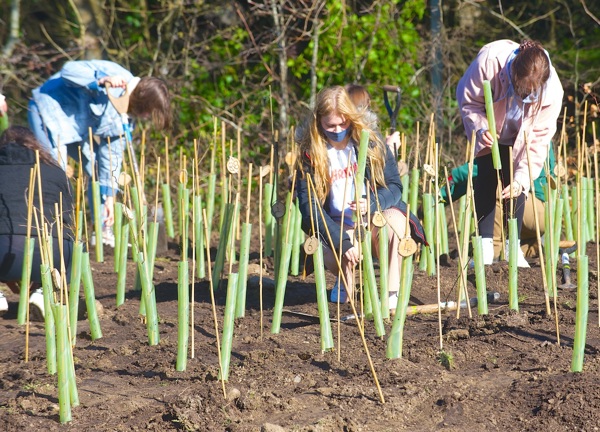 Group planting young trees