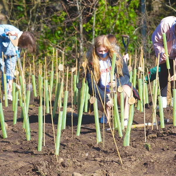 Group planting young trees