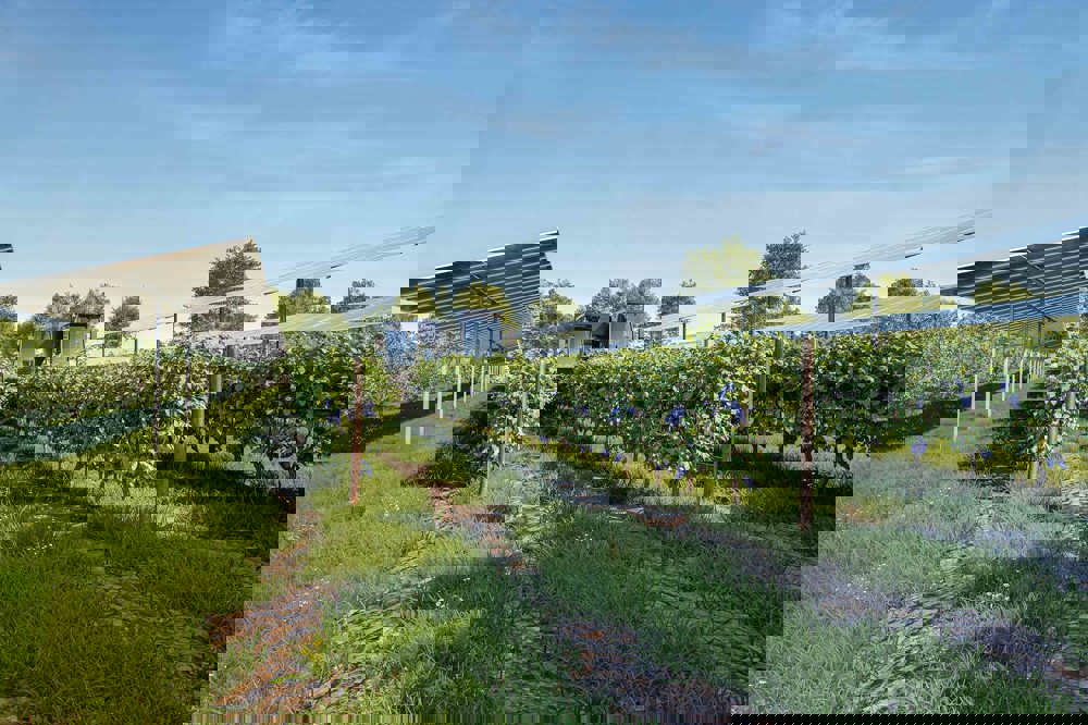 Elevated tracker solar panels arranged in a field in rows. Vines are growing beneath the panels and in the distance is farm machinery haresting the crop around the panels.