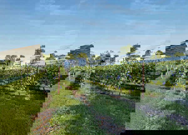 Elevated tracker solar panels arranged in a field in rows. Vines are growing beneath the panels and in the distance is farm machinery haresting the crop around the panels.