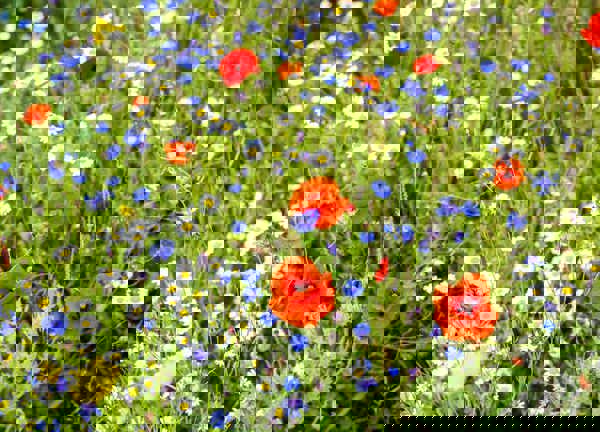 A close up of brightly coloured wild flowers in a field on a sunny day. The main colours are red, white and blue.