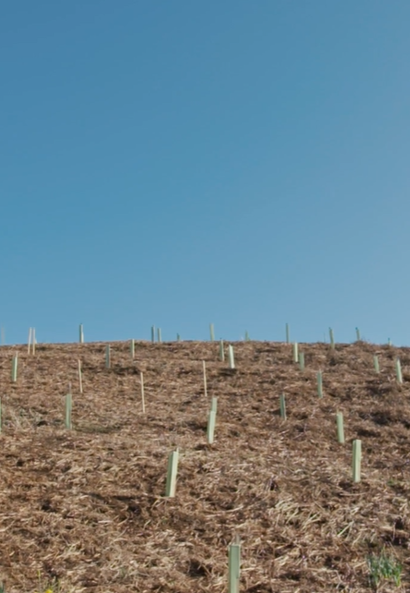 Planted trees at Mourier Valley