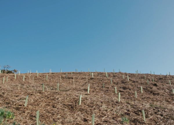 Planted trees at Mourier Valley